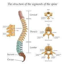 Thoracic Spinal Column