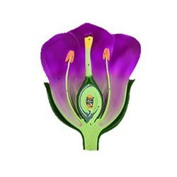 Typical Flower Model Ls