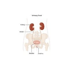 Urinary System