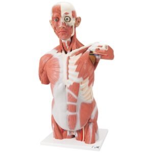 Human Life-Size Muscle Tors