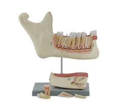 Lower Jaw
