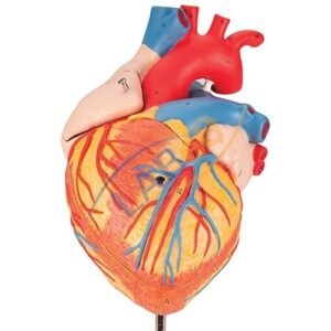 Human Heart Model